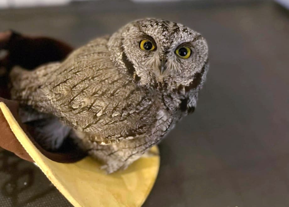 AZ Police Advise Don’t Use Meth and Buy a $100 Owl