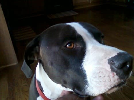 Colorado City Pays More Than $256K Over Officer's Shooting of Pet Dog