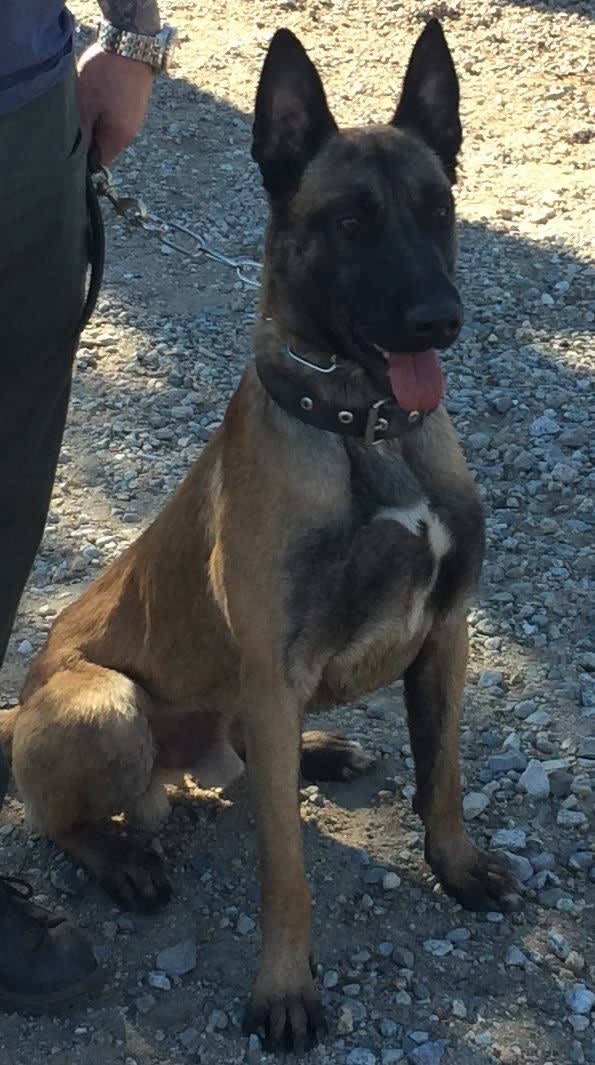 Washington Sheriff’s K-9 Captures Suspect First Day on Job