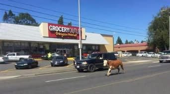 Washington Officer Hospitalized After Being Run Over by Cow