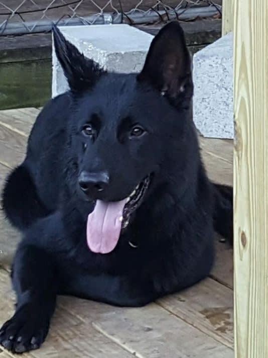 FL K-9 Found Dead in Handler’s Patrol Vehicle