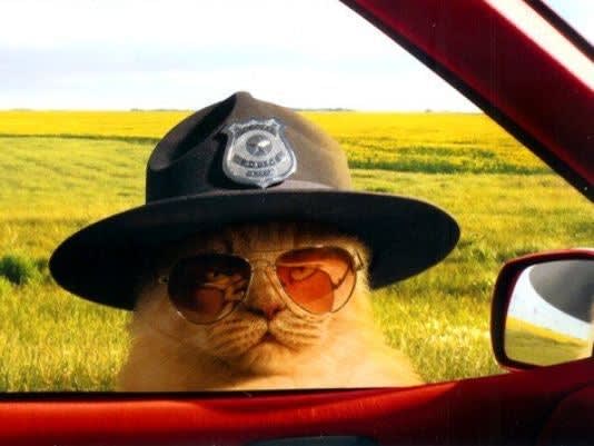 Michigan Agency to Add Police Cat
