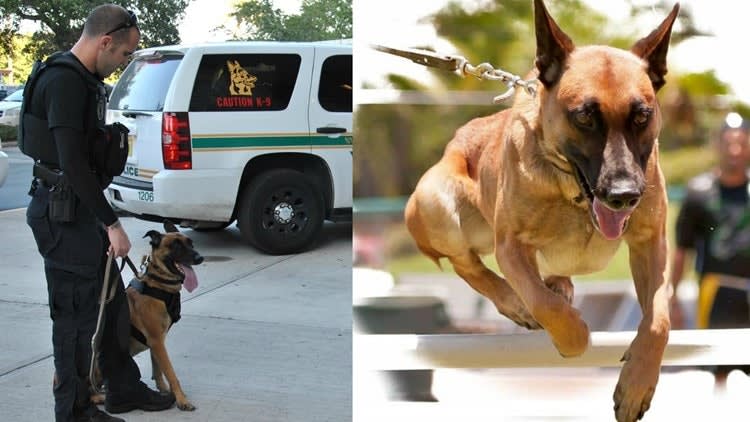 Florida Agency Says "Goodbye" to Beloved K-9