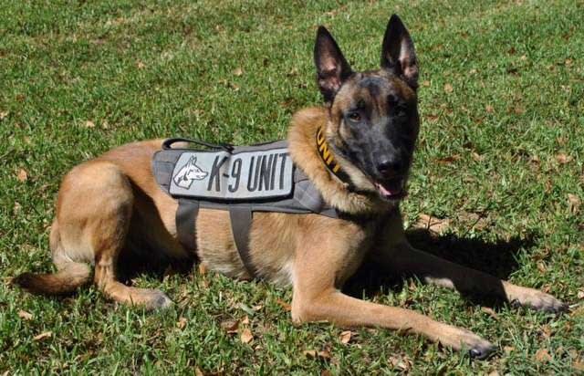 Texas Officers Searching for Man Suspected of Killing Constable's K-9