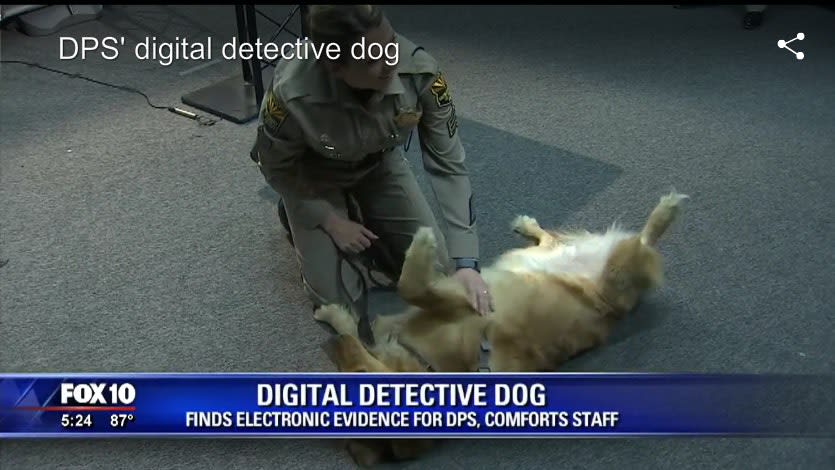 Video: Golden Retriever Joins Arizona DPS to Find Hidden Data, Help Distressed Employees