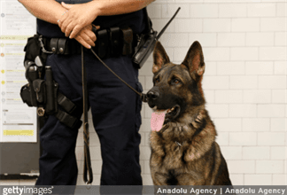 How Police Agencies Can Help Prevent K-9 Duty Deaths