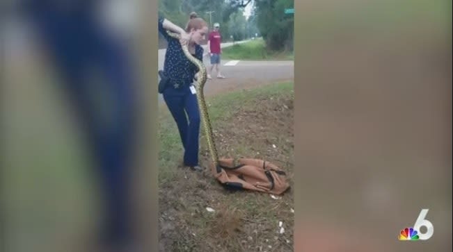 Video: FL Detective Captures 9-Foot Anaconda with Stick, Bare Hands