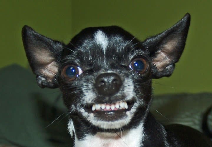 Missouri Deputy Resigns, After Shooting Chihuahua