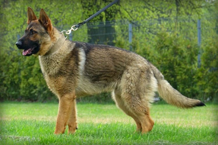 Michigan Sheriff's K-9 Struck by Car and Killed