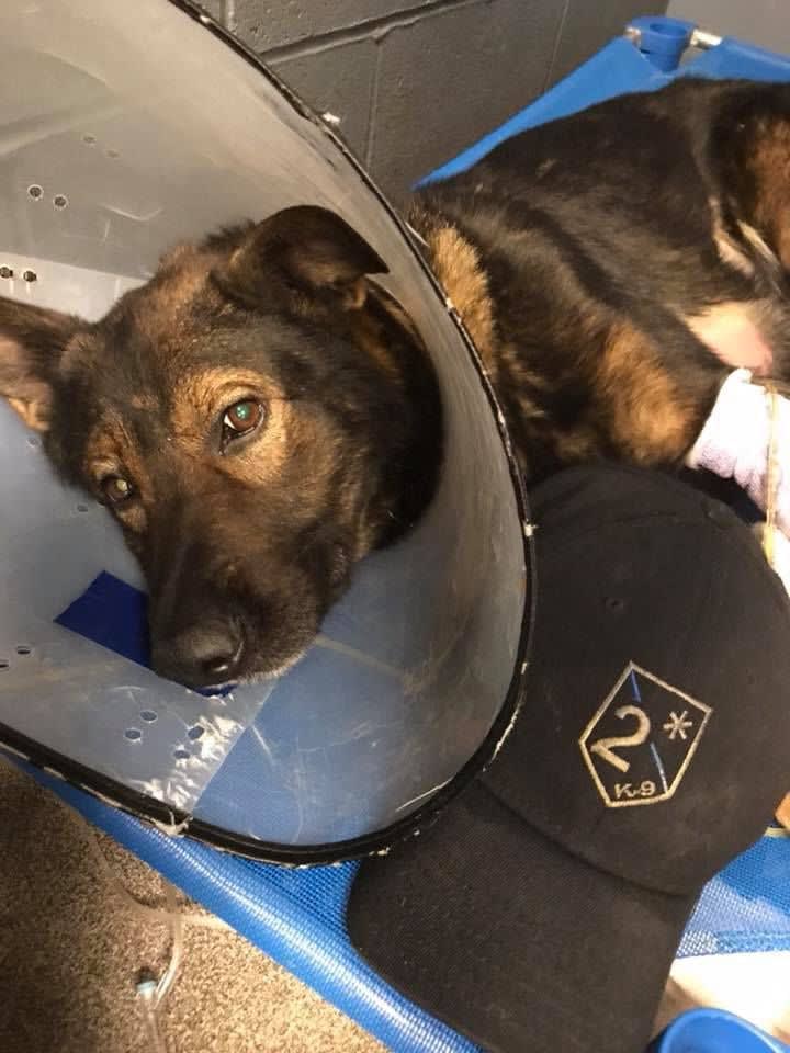 Missouri K-9 Dies from Injuries Suffered in Fall