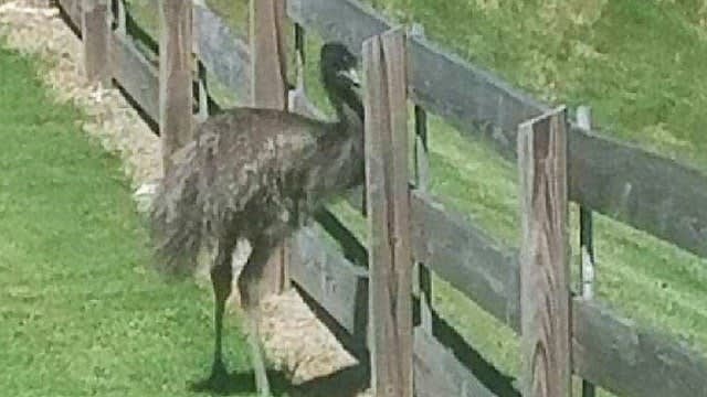GA Deputy Corrals Lost “Ostrich”