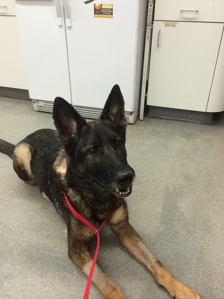 Wounded Anaheim Police Dog Well Enough to Go Home