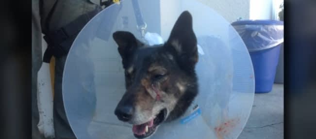 Video: CA K-9 Stabbed in Face in Saturday Confrontation, Suspect Shot