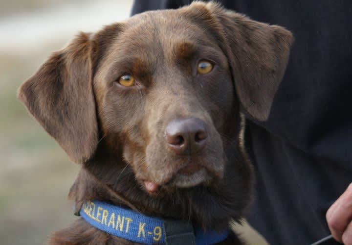 Supreme Court: K-9 Search Violated Home Privacy