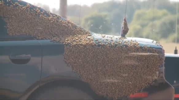 Video: Oklahoma Officer Trapped on Interstate by Swarming Bees