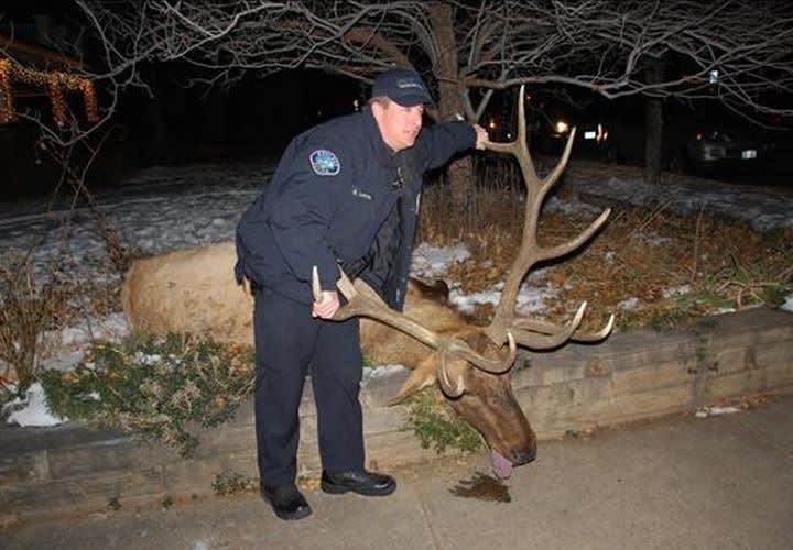 3 Colo. Officers on Paid Leave for Elk Shooting