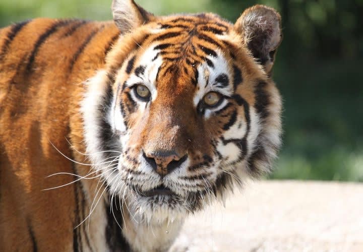 Editorial: Lions and Tigers and Bears