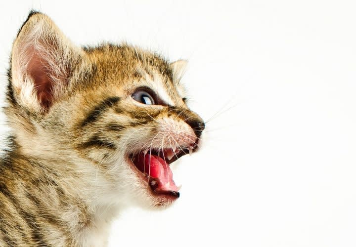 Cat Group Slams R.I. Cops