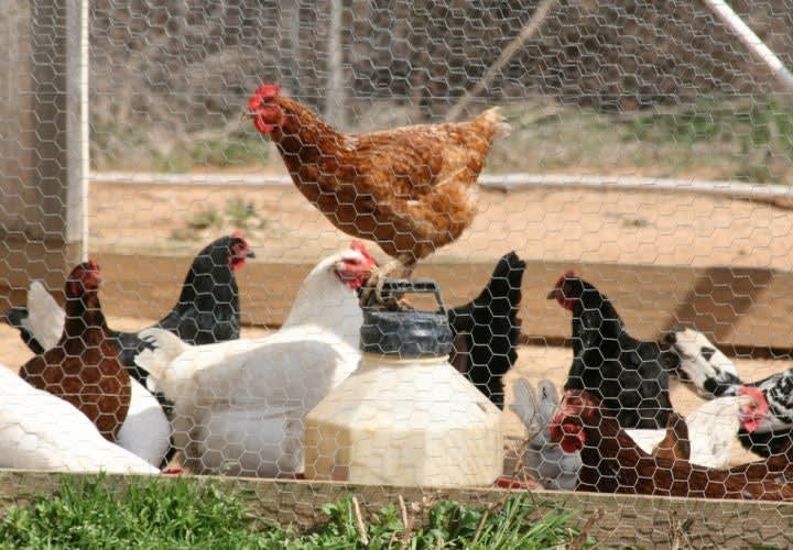 70,000 Chickens Die After Drunk Man Cuts Power To Coop