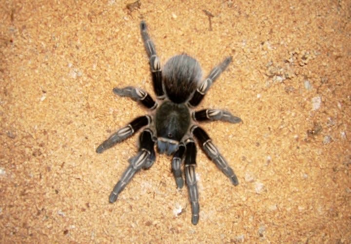 Ore. Police Respond to 'Massive Freaking' Spider