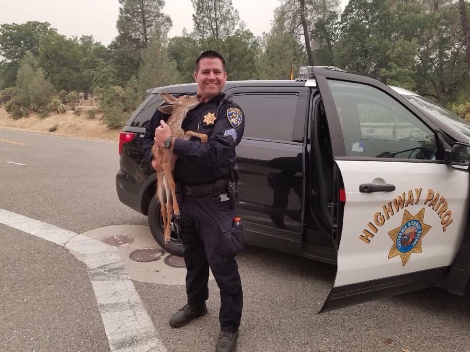 Fawn Rescued from Wildfire "Kisses" California Officer Who Saved It