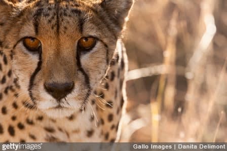 Rhode Island State Police Send Stuffed Toy to 4-Year-Old New York Boy