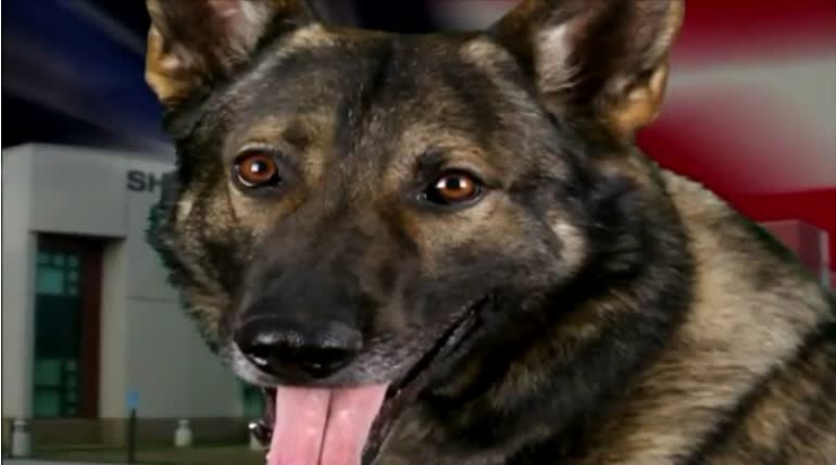 Video: MO Teen Charged with Stabbing K-9 Faces Maximum Penalty of 15 Days in Jail