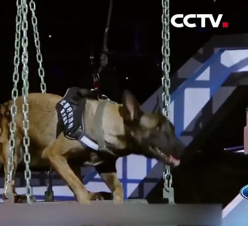 Video: Chinese Police Dog Performs Difficult Stunt on TV Show