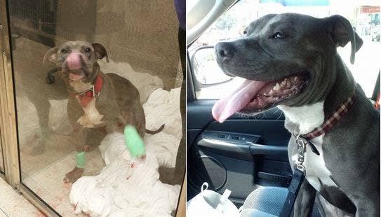 Cleveland Officer to Adopt Abused Dog He Rescued