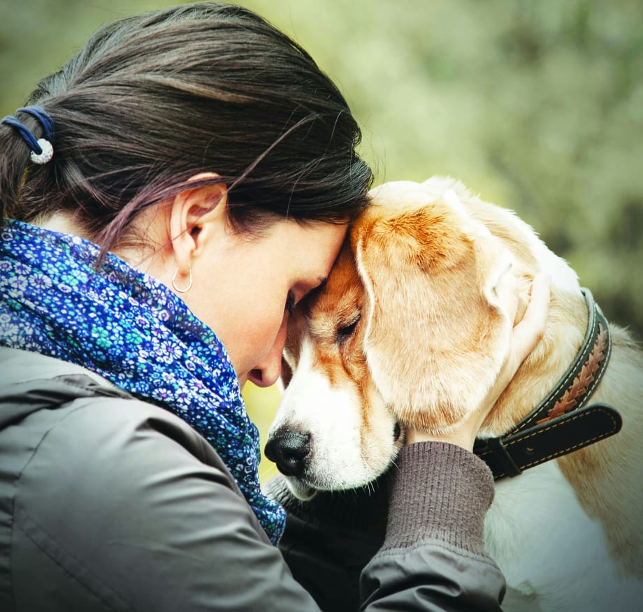 Canines Bring Comfort to Victims