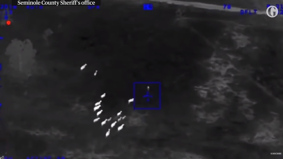 Video: Florida Police Get "Assist" from Cows in Foot Pursuit of Fleeing Felon
