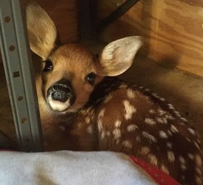 Connecticut State Trooper Caring for 2 Young Deer