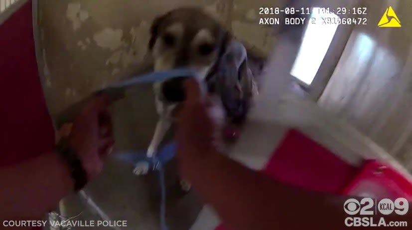 Video: California Officers Race to Save Shelter Dogs, Cats from Wildfire