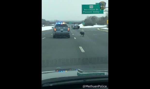 Massachusetts Officers Rescue Dog from Busy Highway