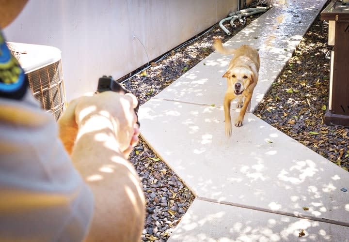 Can Police Stop Killing Dogs?