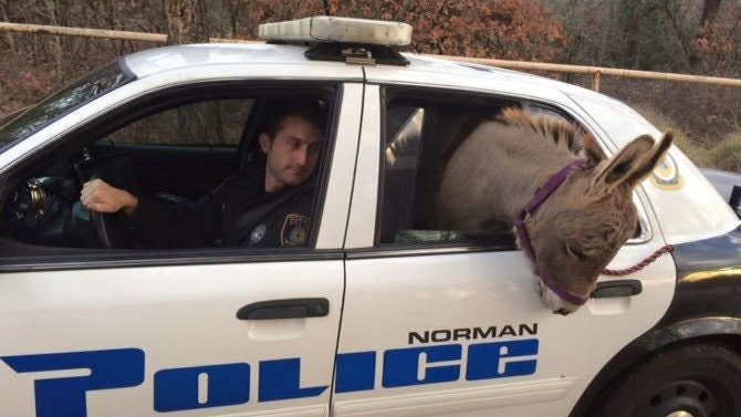 Video: Officer Drives Miniature Donkey to Safety in Back of Police Car
