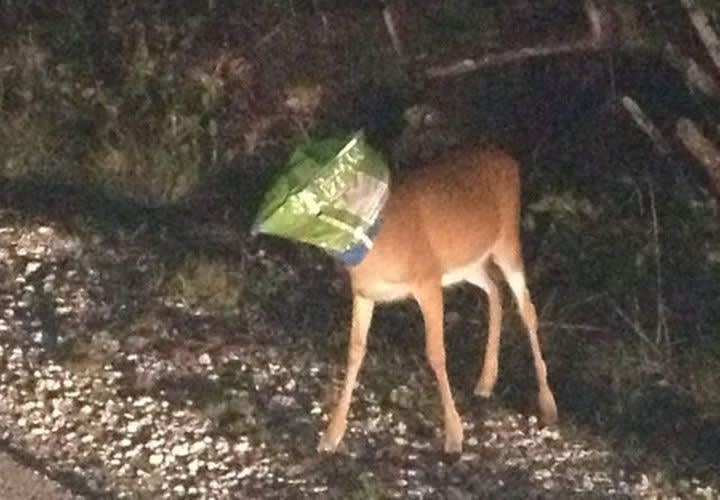 Fla. Deputy Saves Deer With Doritos Bag On Head