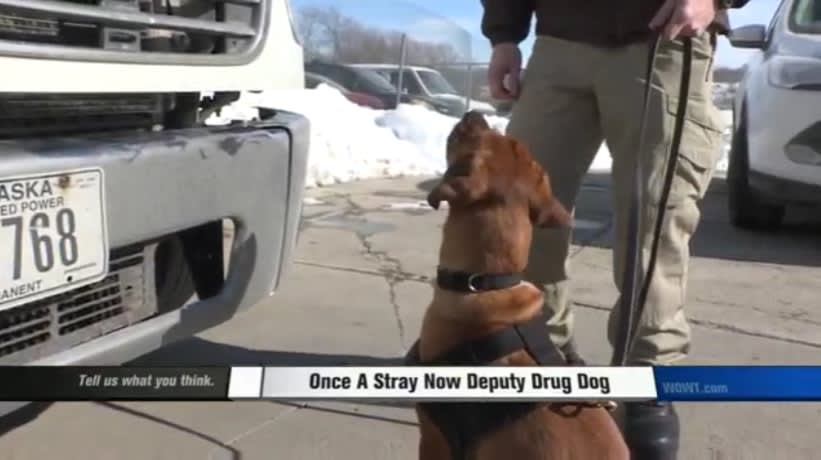 Video: Nebraska Stray Trained as Drug-Detecting K-9