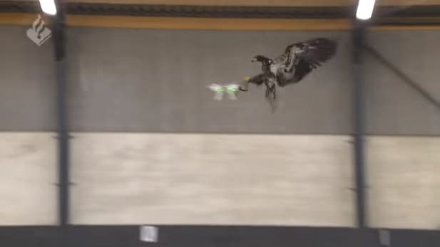 Video: Dutch Police Train Eagles to Take Down Drones