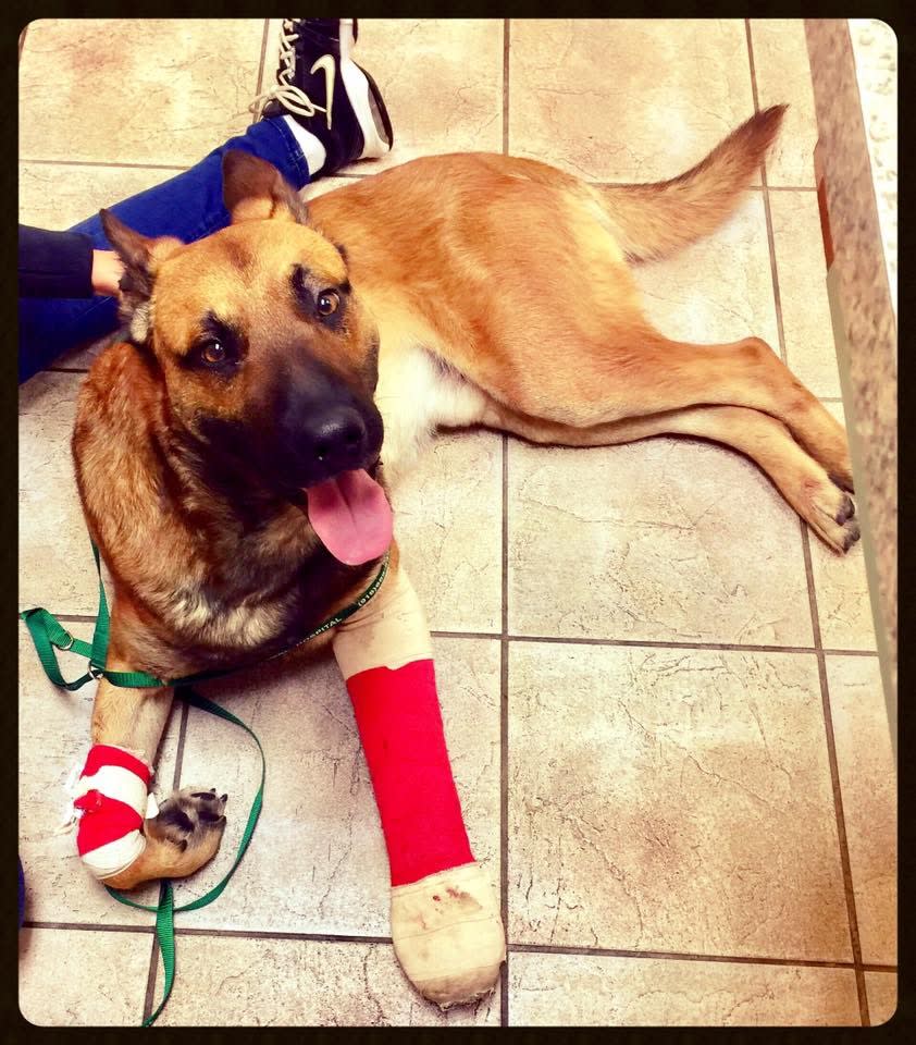 CA K-9 Shot Responding to Armed Robbery