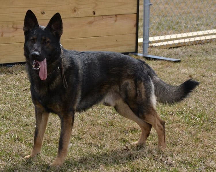 Video: Toledo K-9 Killed by Suspect During Standoff