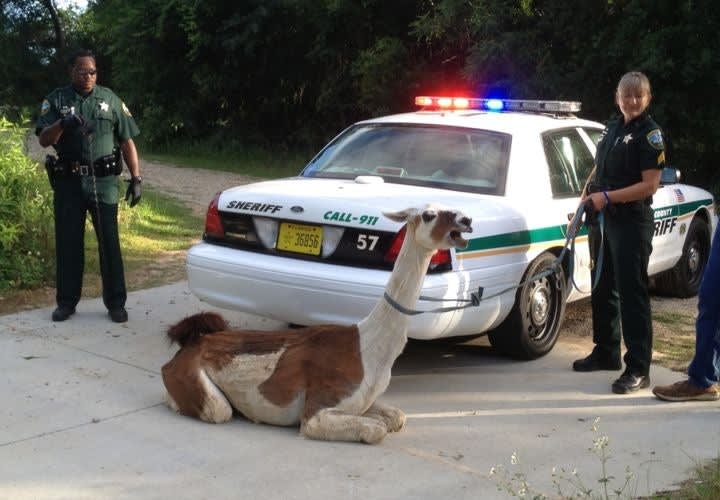 Fla. Deputies TASER Escaped Llama