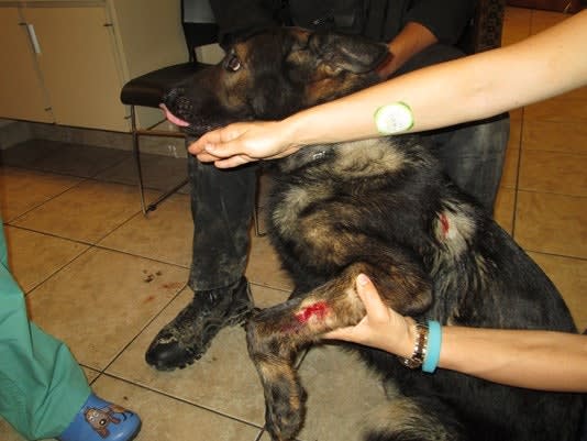 Suspect Stabs Florida K-9 During Pursuit