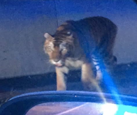 GA Officers Forced to Kill Tiger Roaming Neighborhood