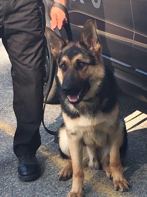K-9 Named for Patriots' Rob Gronkowski Joins MA Department