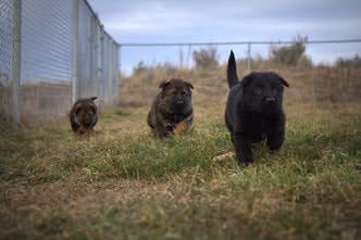Utah Volunteers Raise Puppies for Law Enforcement