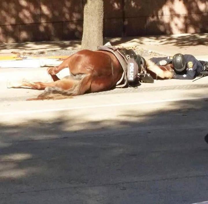 Houston Officer Stays With Downed Horse Until She Dies