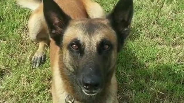 Video: Houston K-9 Put Down After Injuring Leg Chasing Suspect