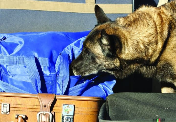 K-9 Drug Detection Cases