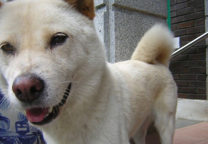 LAPD Considers Korean Jindo for K-9 Duty